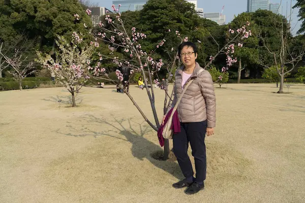 Lyn, cherry blossom